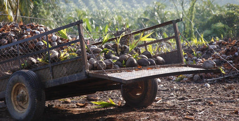 coconuts in metal cart with sprouts coming out of them, with a coconut plantation in the background.